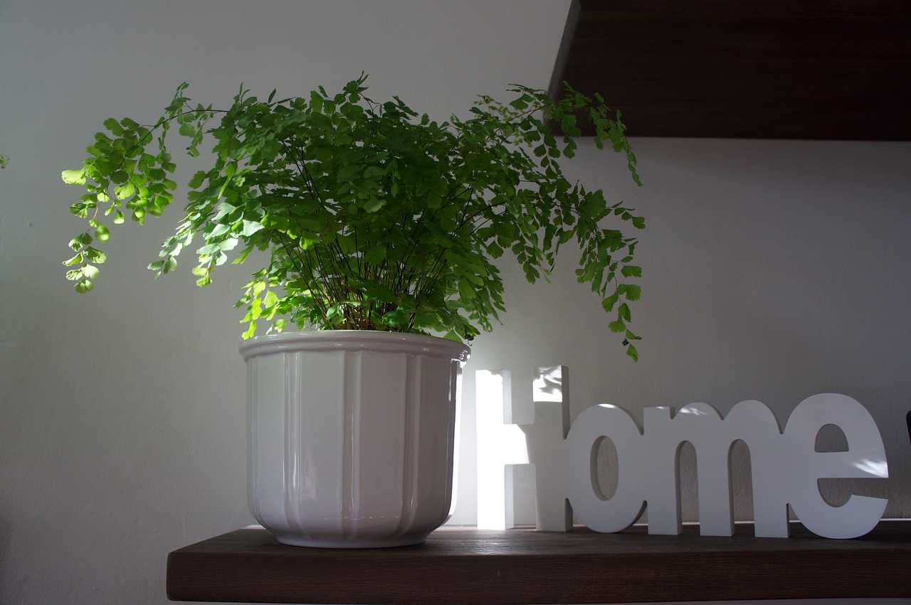 home, at home, homeland-1798715.jpg